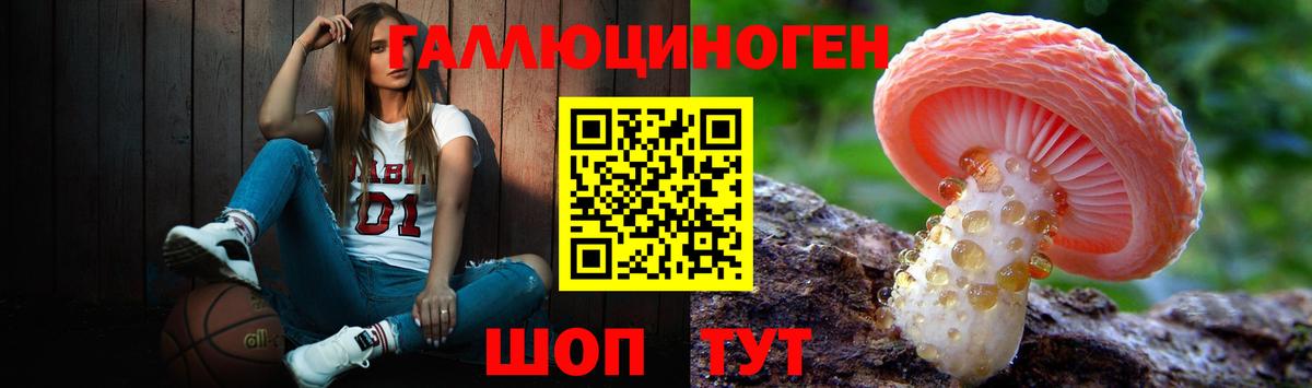 Галлюциногенные грибы Psilocybe Нальчик